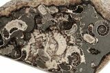 Polished Ammonite (Promicroceras) Slice - Marston Magna Marble #211368-1